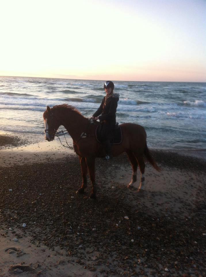 Dansk Varmblod Alsace pilekær billede 4