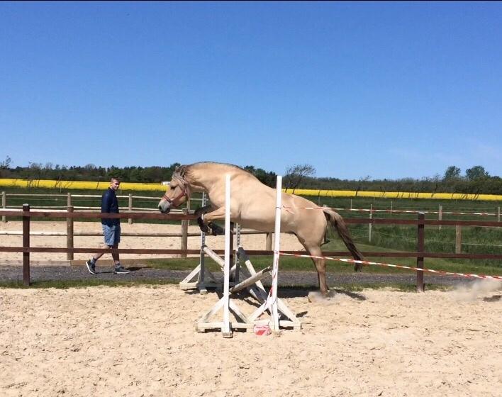 Fjordhest Munkegårdens sille billede 25