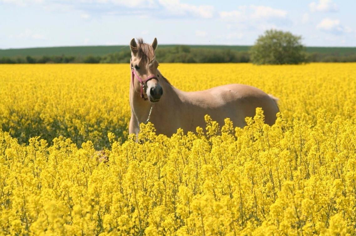 Fjordhest Munkegårdens sille billede 23