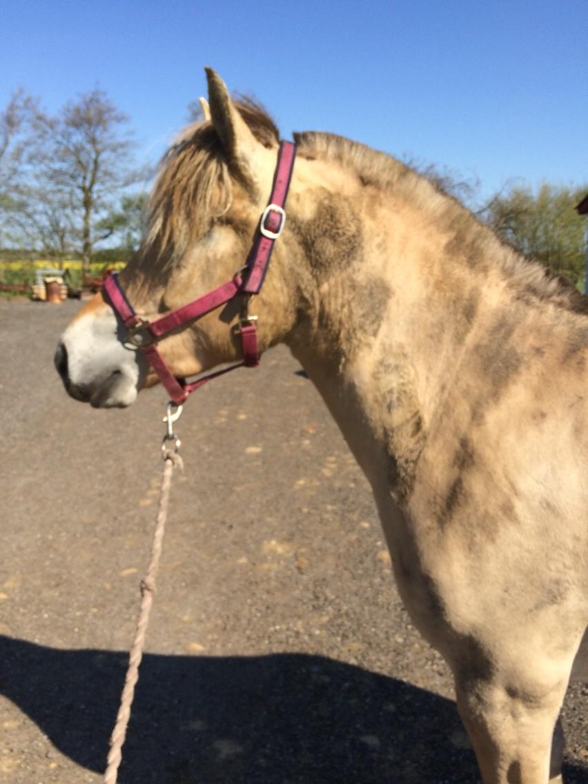 Fjordhest Munkegårdens sille billede 28