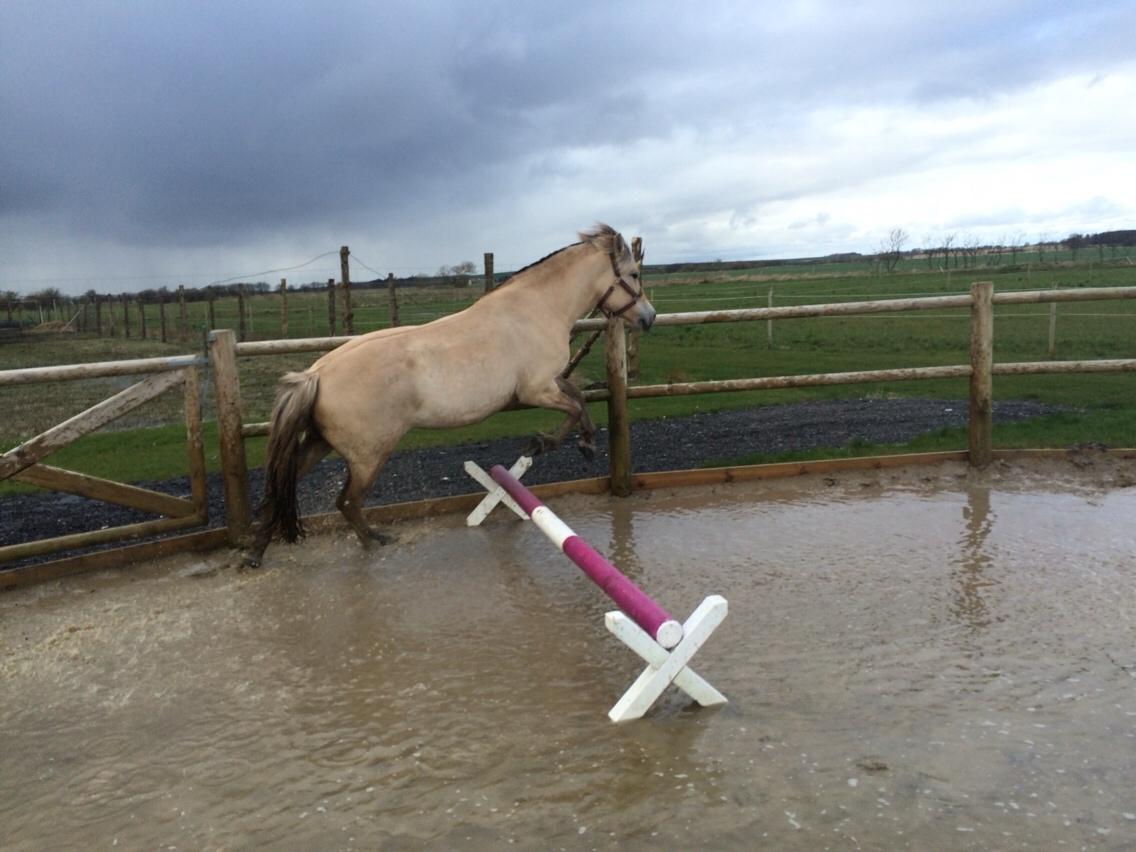Fjordhest Munkegårdens sille billede 29