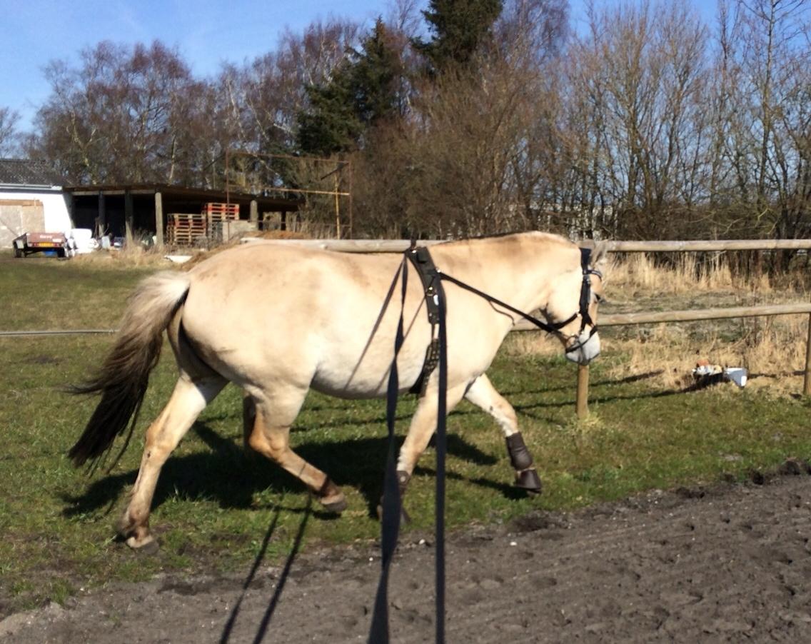 Fjordhest Munkegårdens sille billede 42