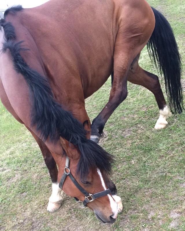 Anden særlig race Pepsi - Årrh pony altså💘 billede 19