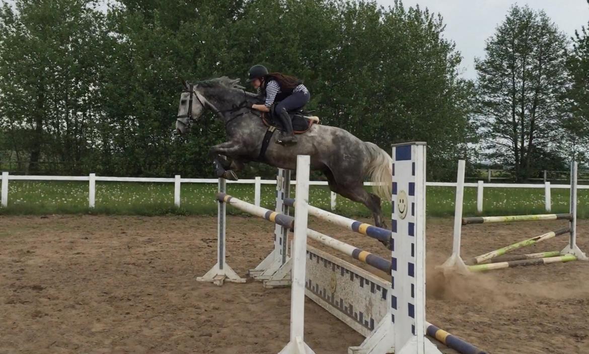 Dansk Varmblod Cizano billede 10