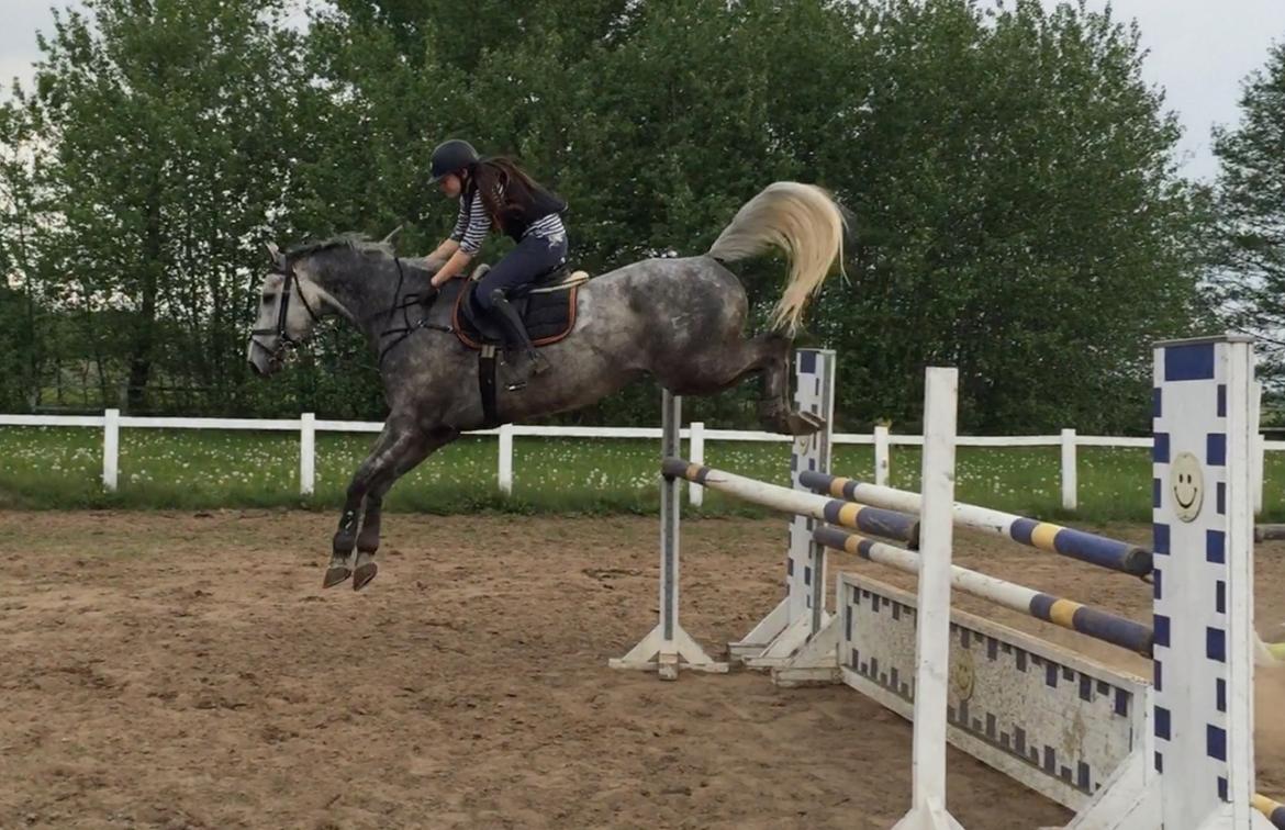 Dansk Varmblod Cizano billede 6