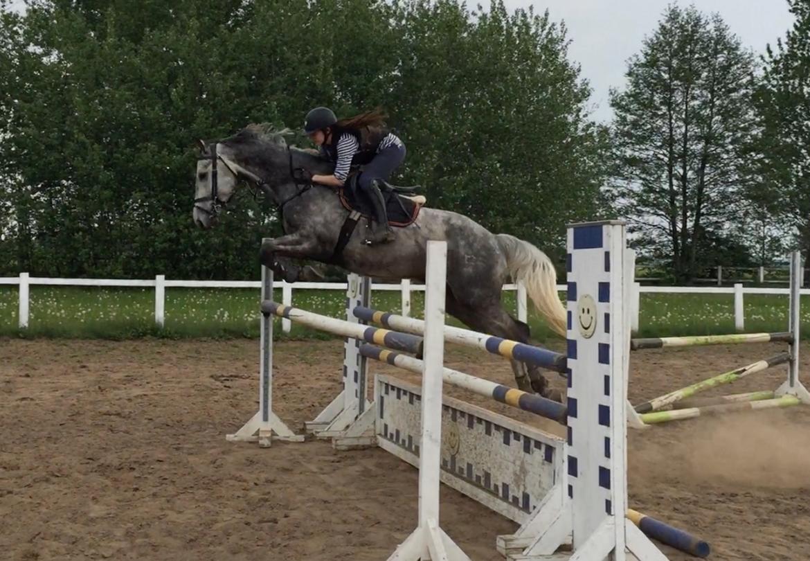 Dansk Varmblod Cizano billede 3