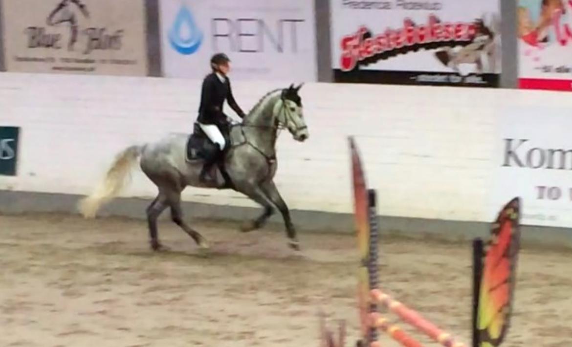 Dansk Varmblod Cizano - Tidligere ejer. billede 7