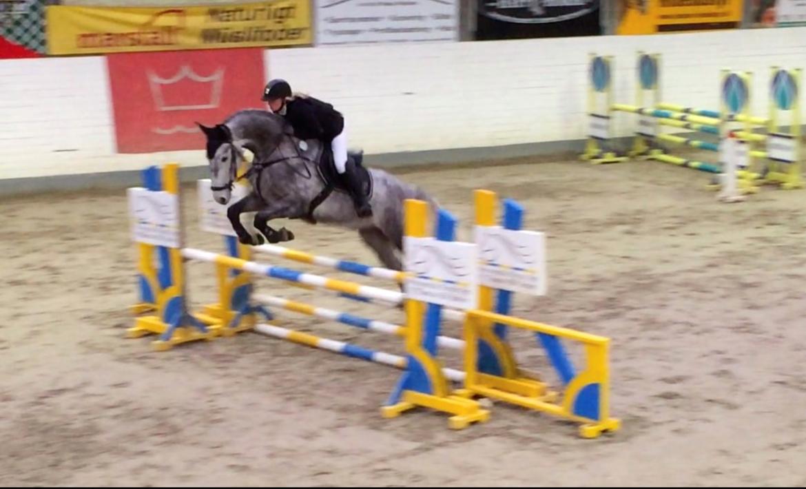 Dansk Varmblod Cizano - Hos tidigere ejer. billede 8