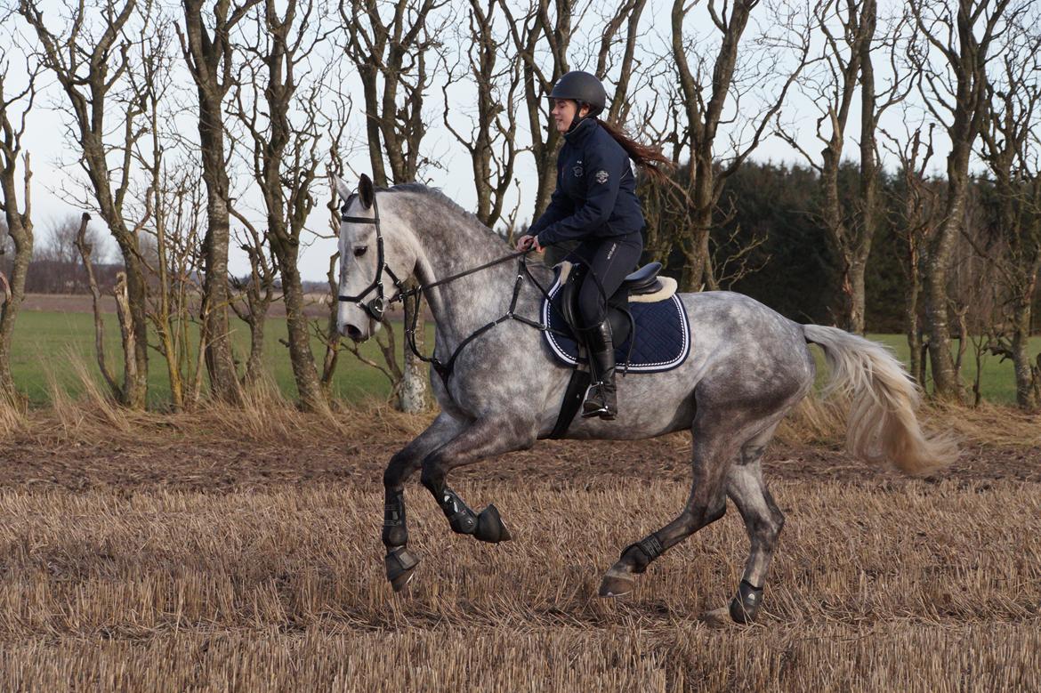 Dansk Varmblod Cizano billede 1