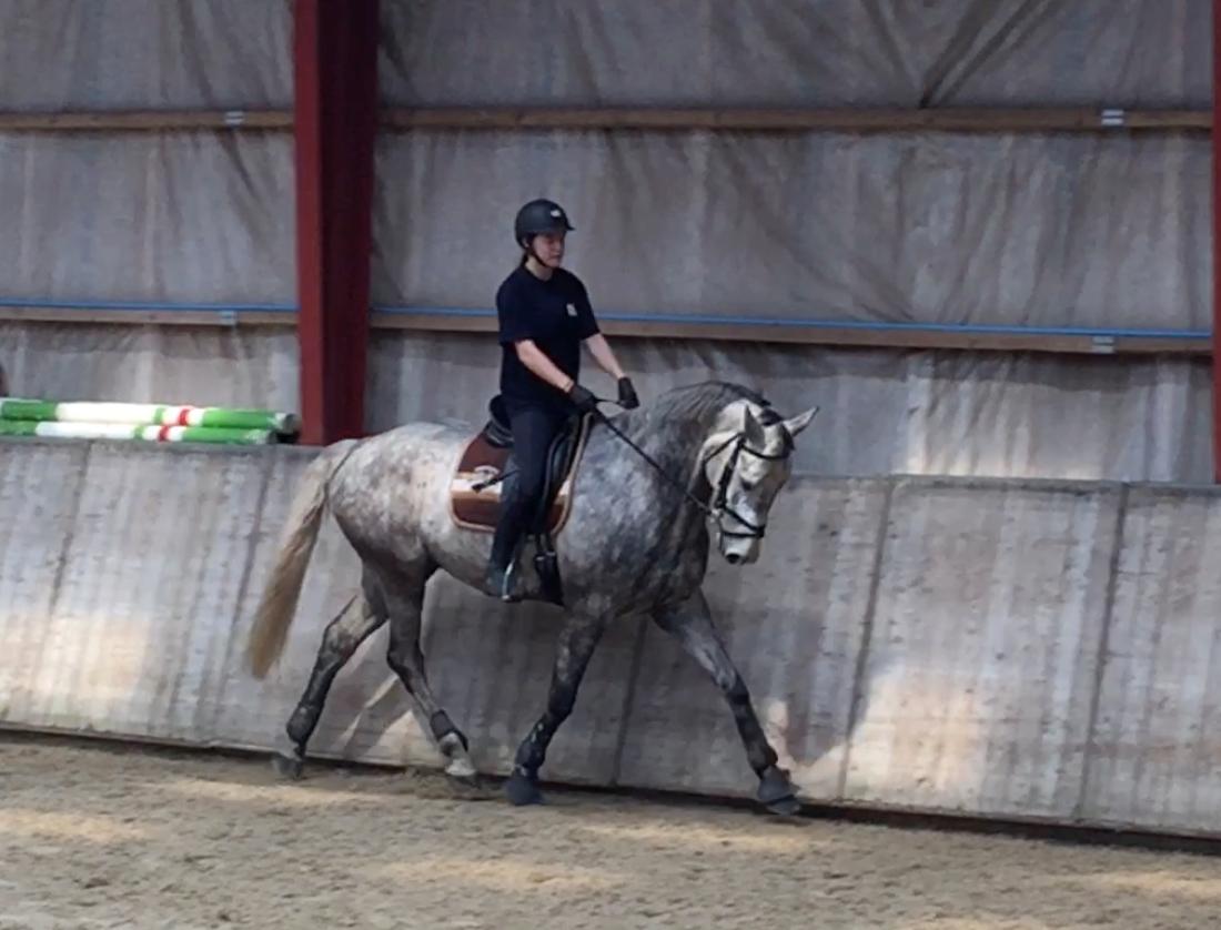 Dansk Varmblod Cizano billede 16