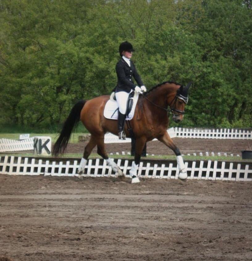 Dansk Varmblod Sundorfs Izma billede 12