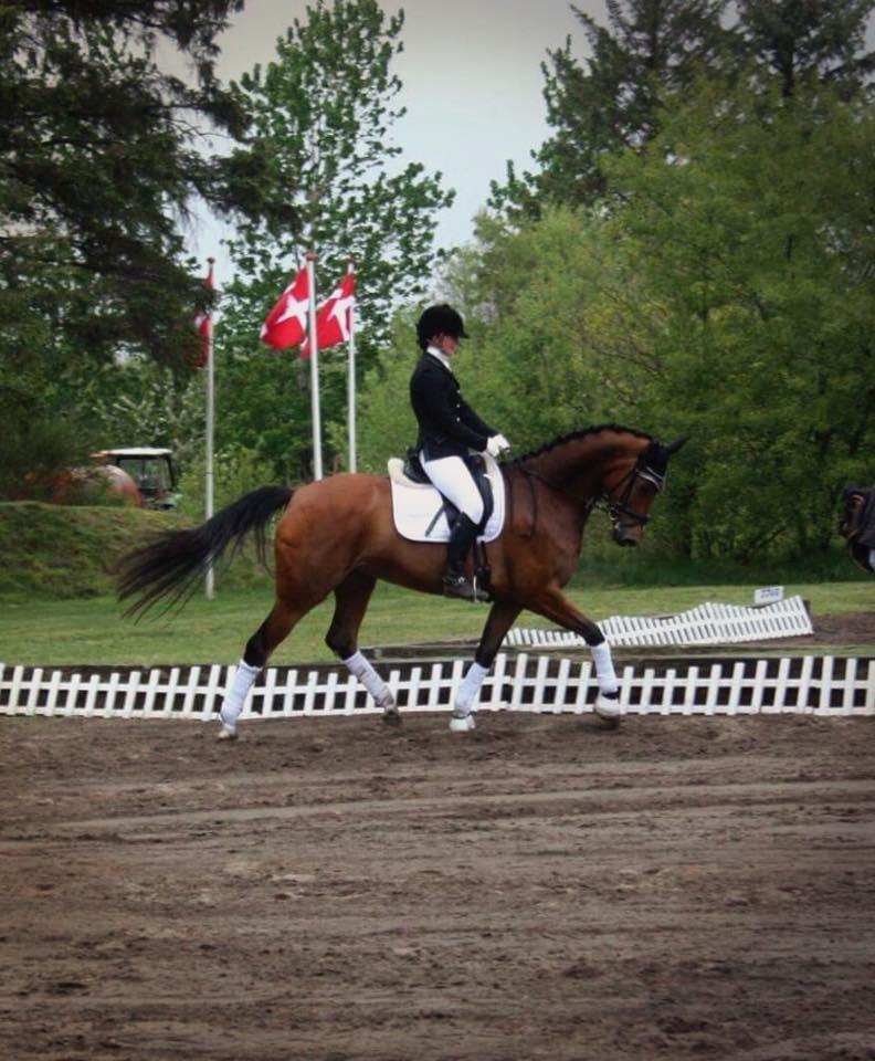 Dansk Varmblod Sundorfs Izma billede 13