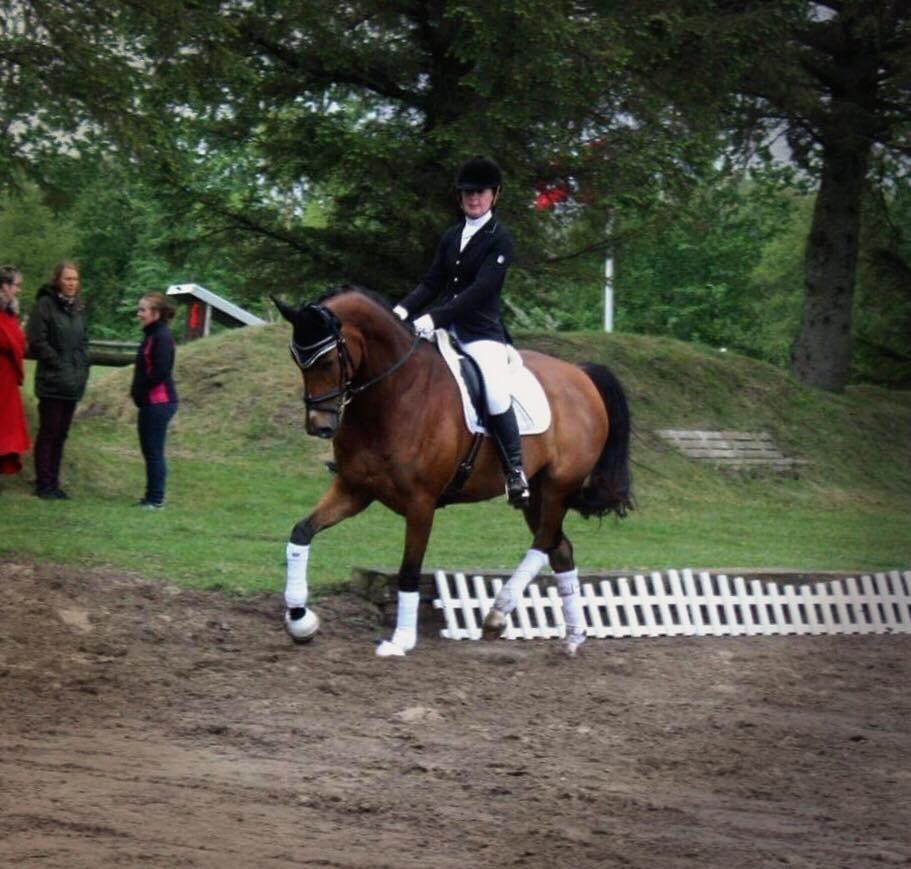 Dansk Varmblod Sundorfs Izma billede 14