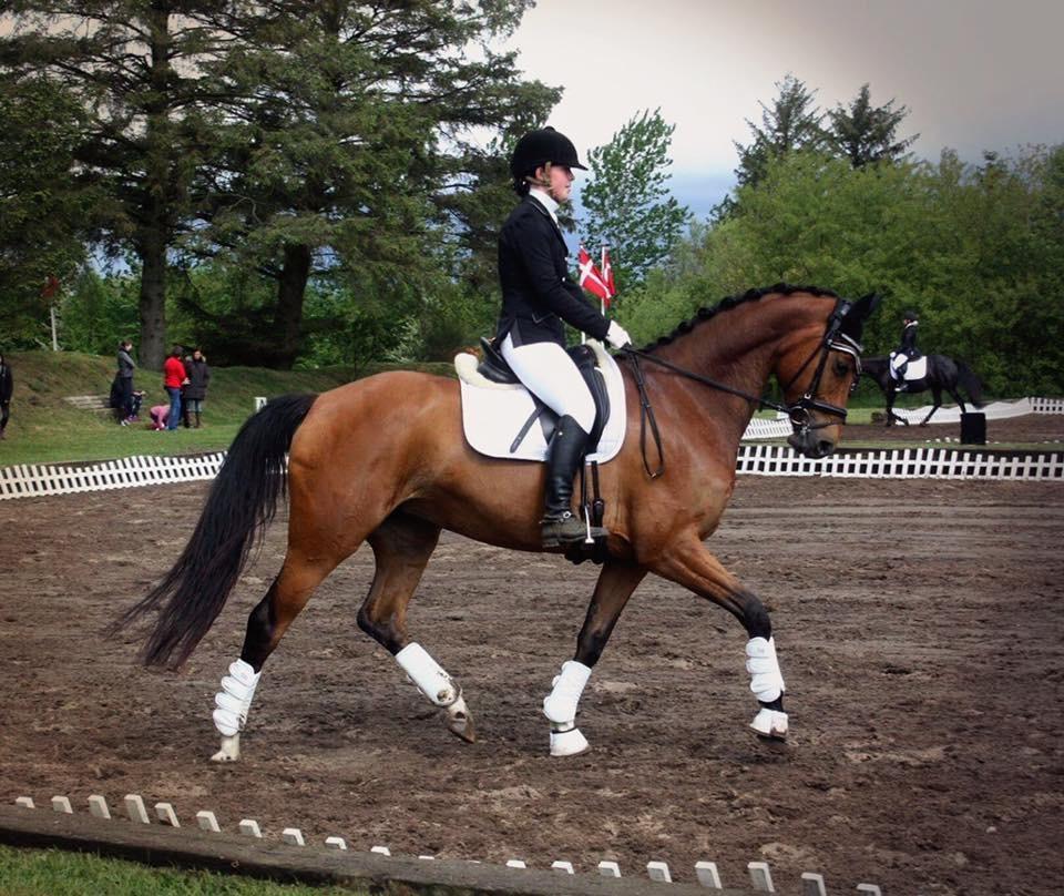 Dansk Varmblod Sundorfs Izma billede 15