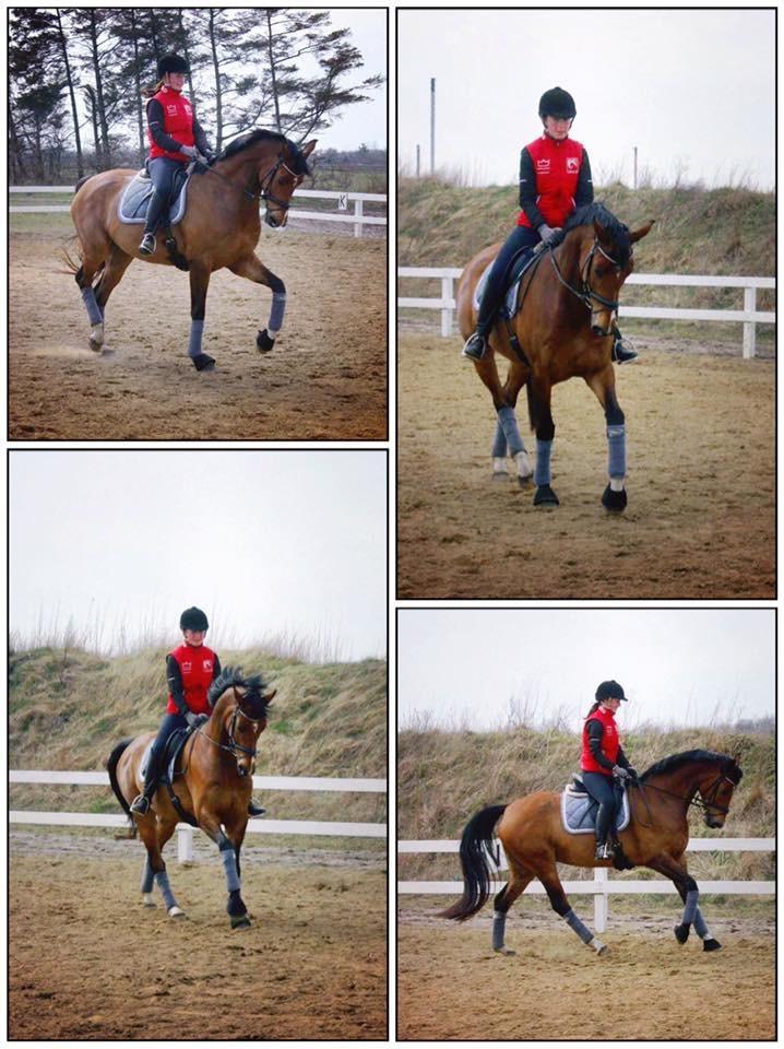 Dansk Varmblod Sundorfs Izma billede 16