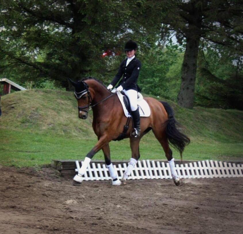 Dansk Varmblod Sundorfs Izma billede 11