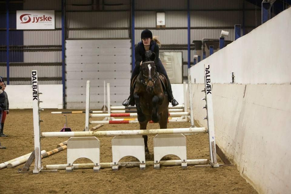 Dansk Varmblod Midor (Mulle) billede 9