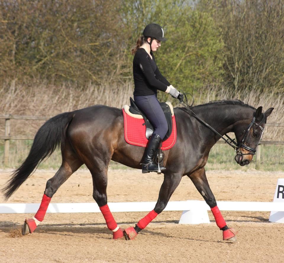 Dansk Varmblod Midor (Mulle) billede 16