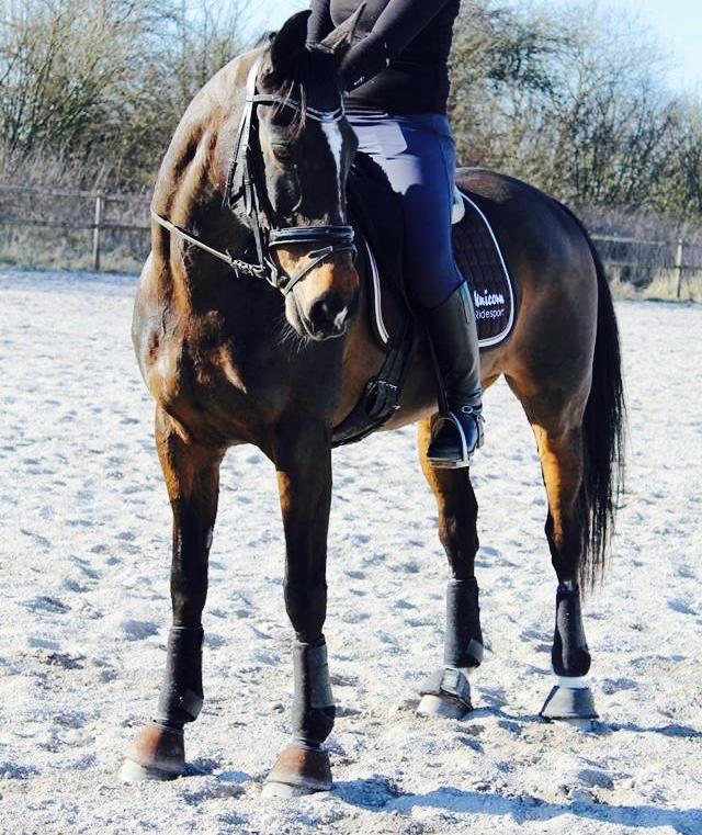 Dansk Varmblod Midor (Mulle) billede 7