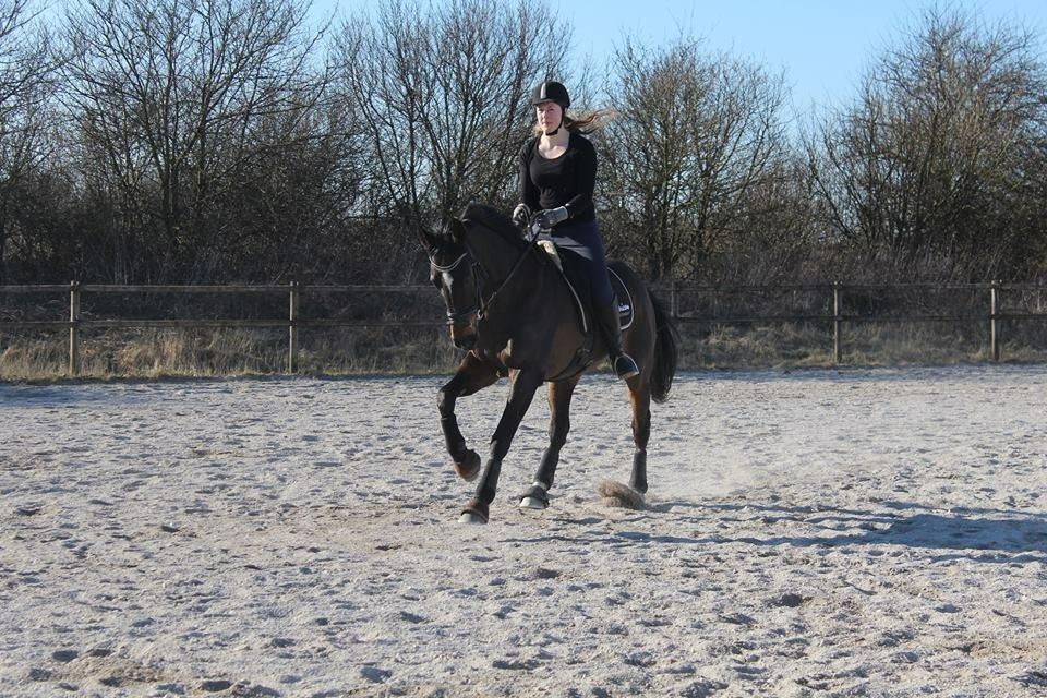 Dansk Varmblod Midor (Mulle) billede 8