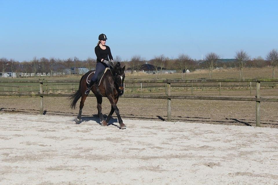 Dansk Varmblod Midor (Mulle) billede 6