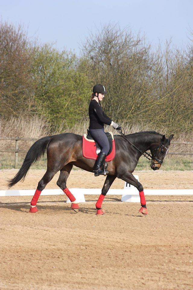 Dansk Varmblod Midor (Mulle) billede 15