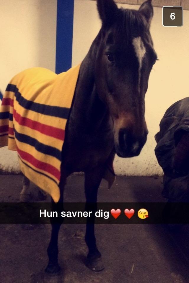 Dansk Varmblod Midor (Mulle) billede 18