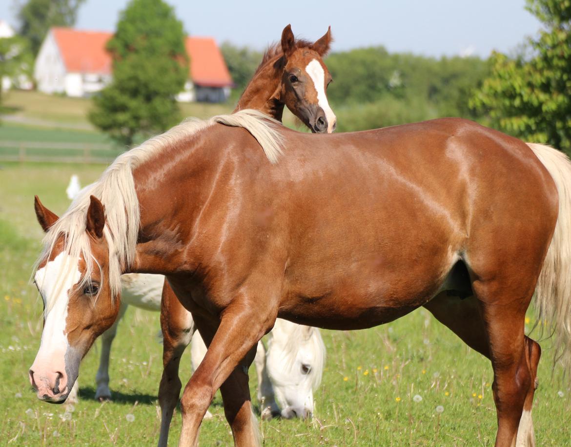 Welsh Cob (sec D) Royal Gogo  billede 14