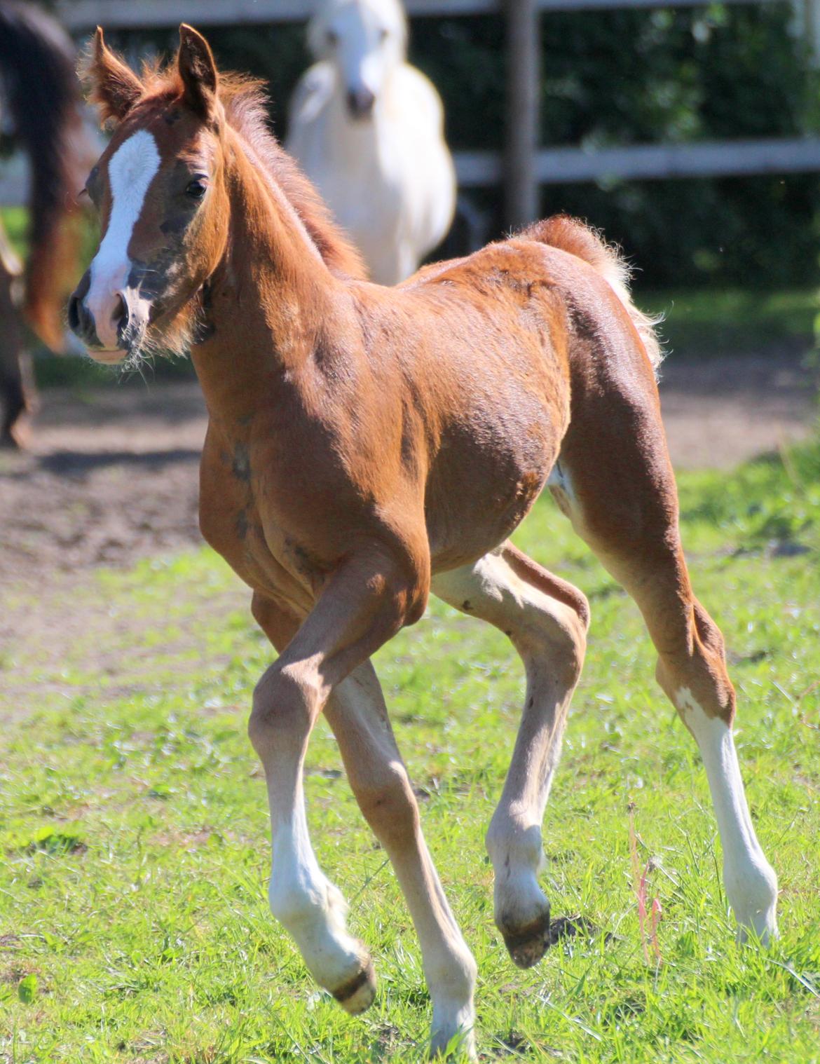 Welsh Cob (sec D) Royal Gogo  billede 15