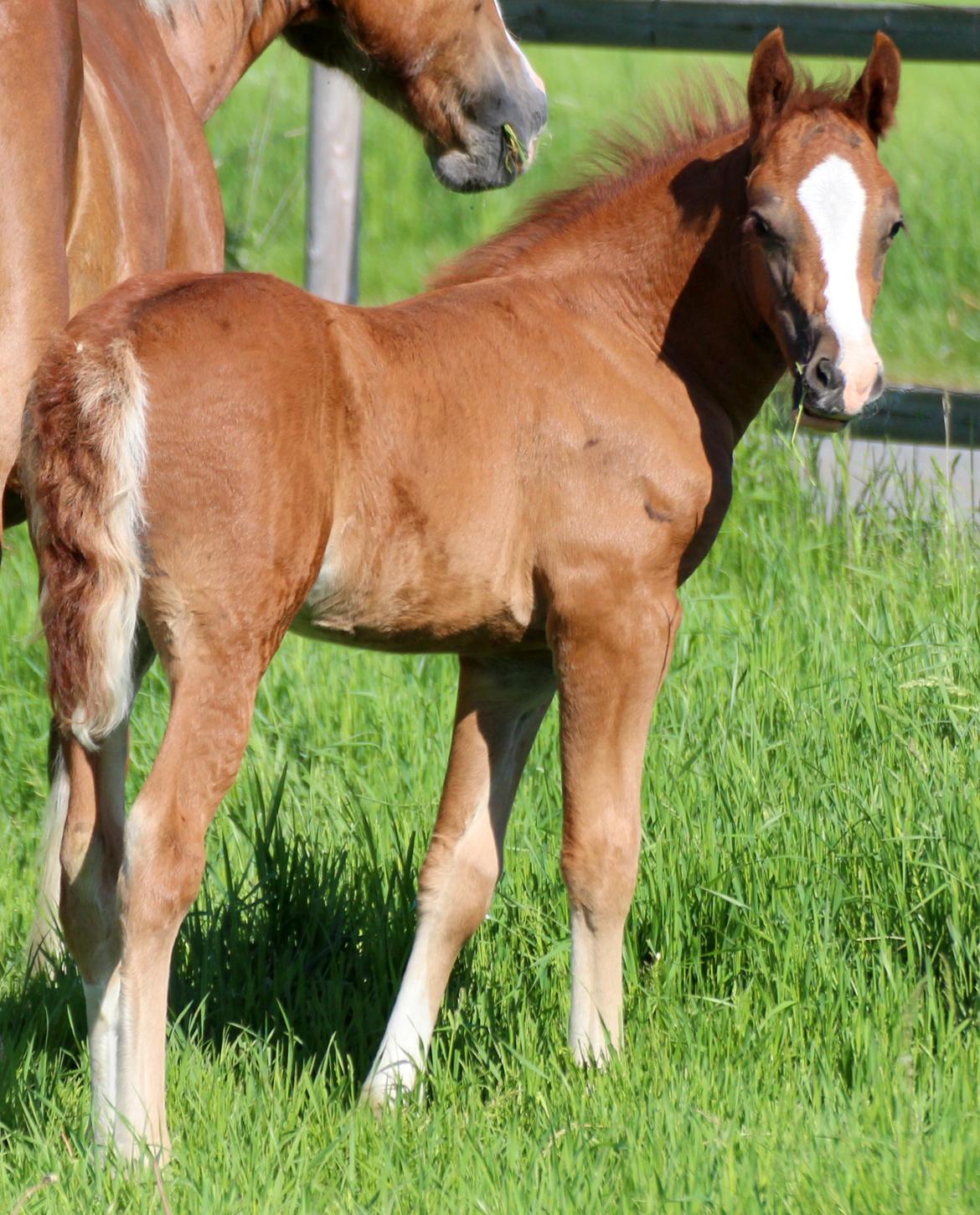 Welsh Cob (sec D) Royal Gogo  billede 16