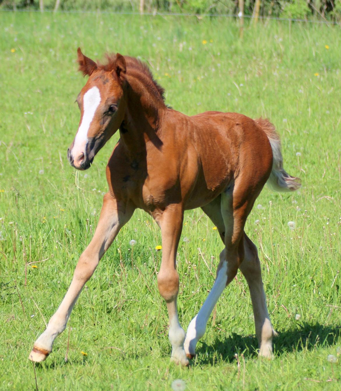 Welsh Cob (sec D) Royal Gogo  billede 17