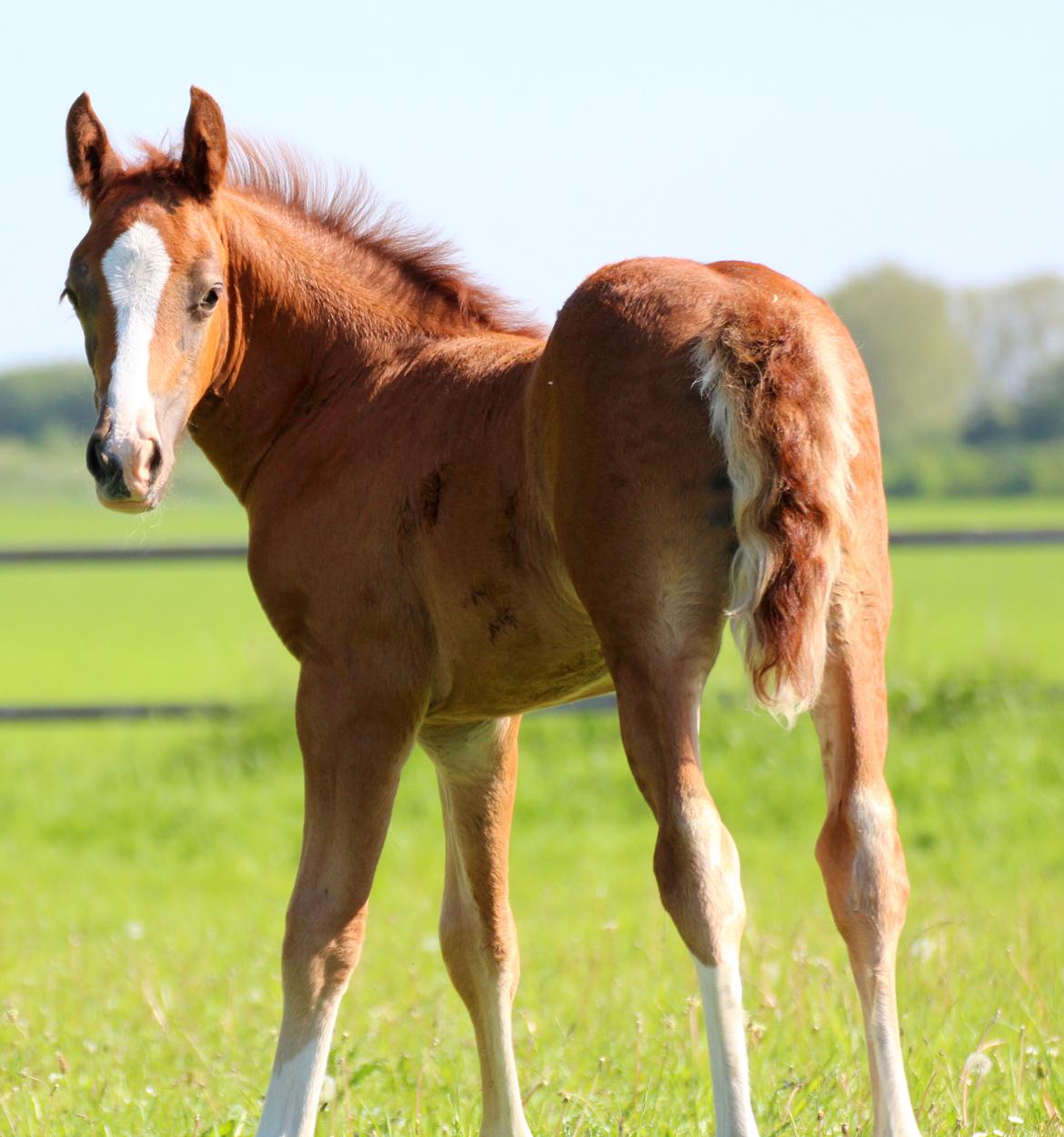 Welsh Cob (sec D) Royal Gogo  billede 18