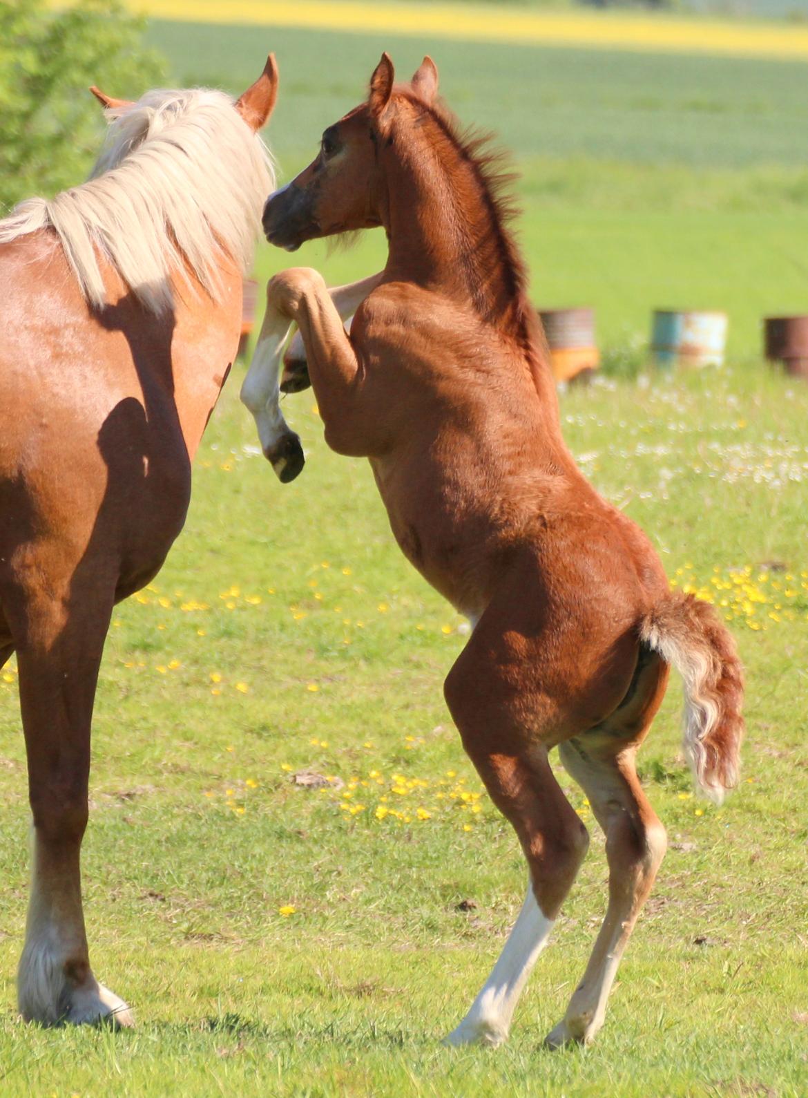 Welsh Cob (sec D) Royal Gogo  billede 19