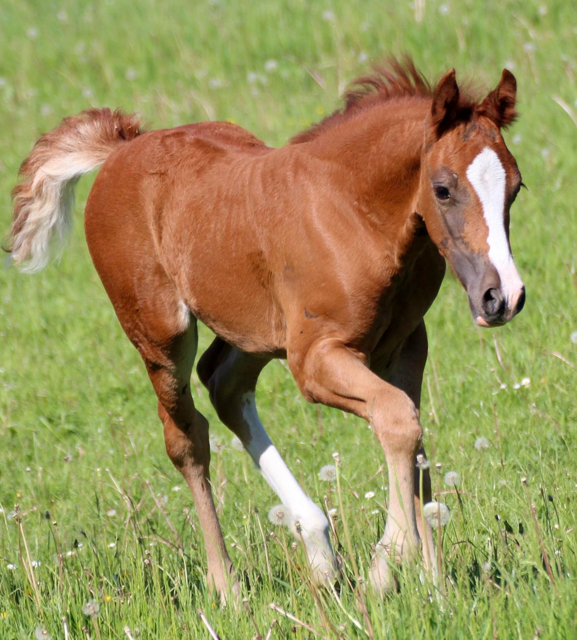 Welsh Cob (sec D) Royal Gogo  billede 20