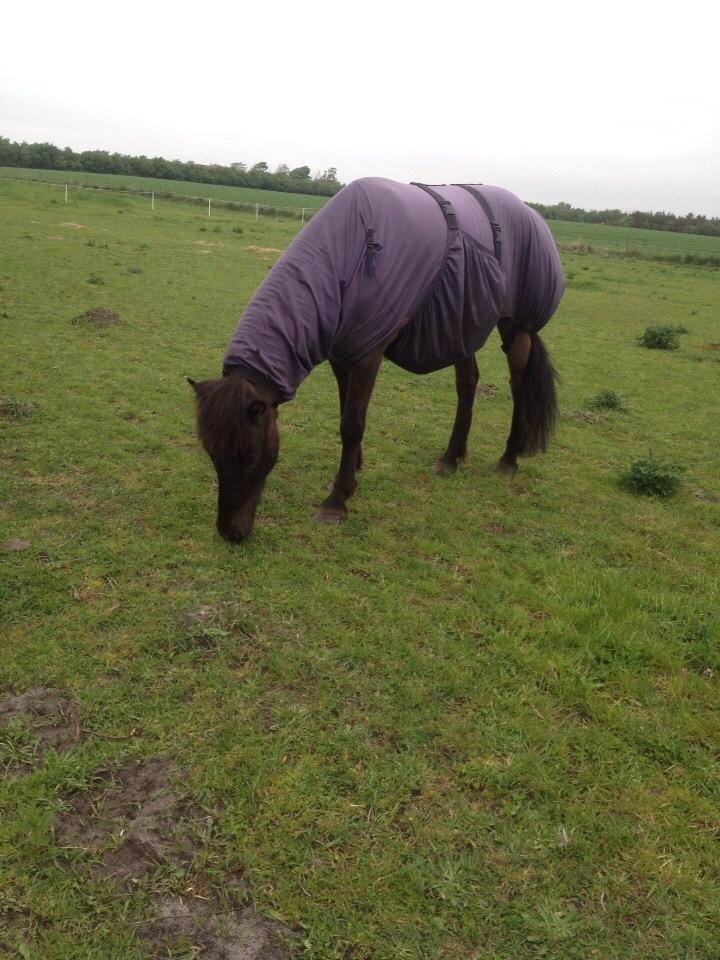 Islænder Óscar fra MOSEN (SOLGT) billede 1