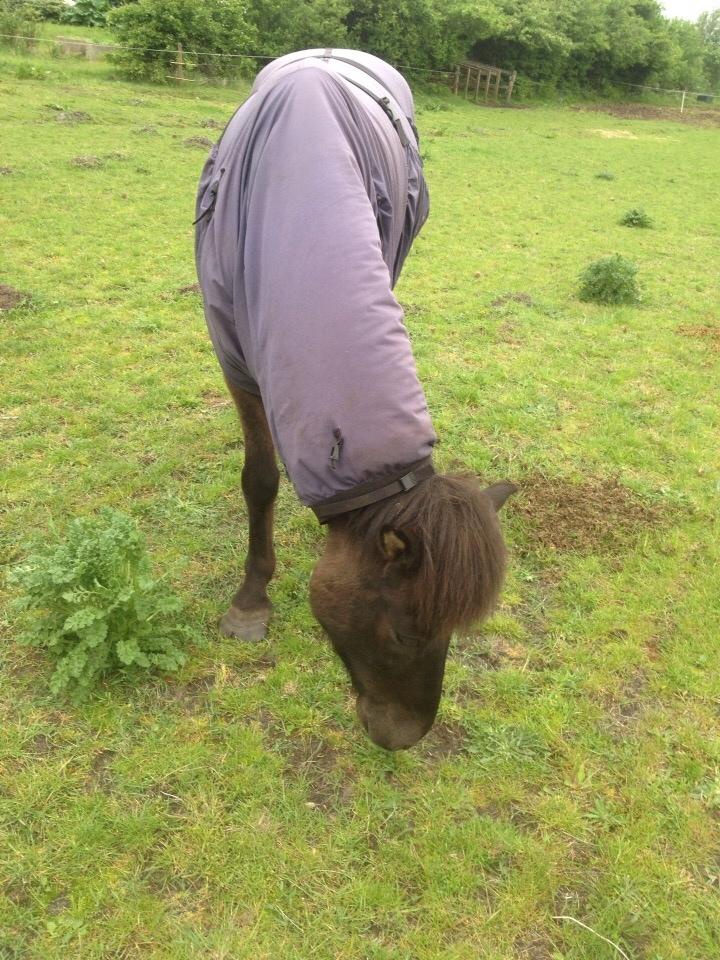 Islænder Óscar fra MOSEN (SOLGT) billede 2