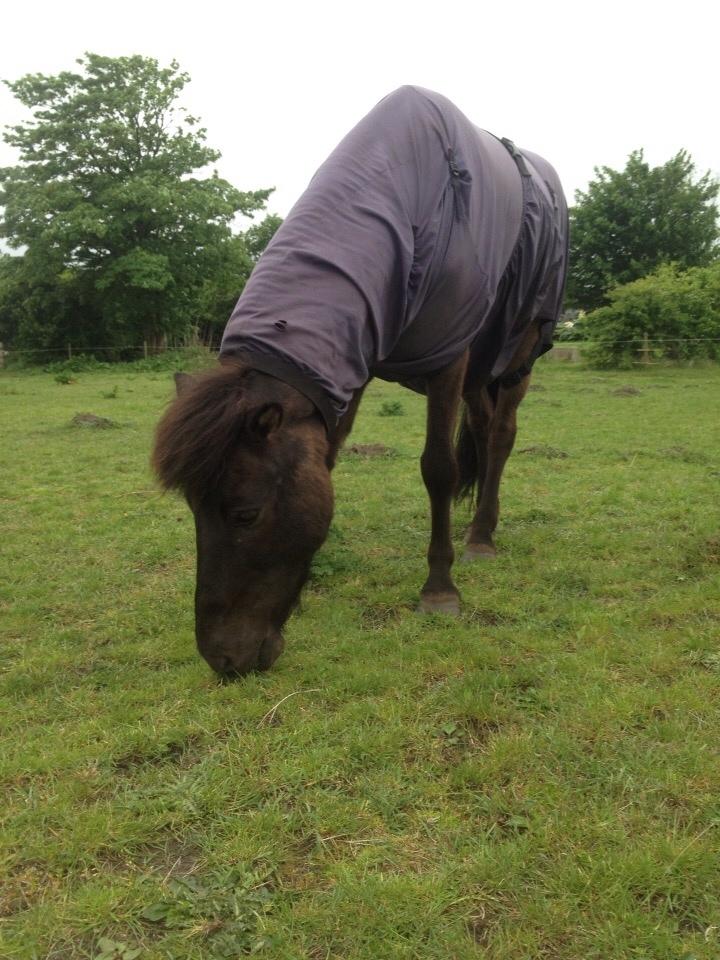 Islænder Óscar fra MOSEN (SOLGT) billede 3