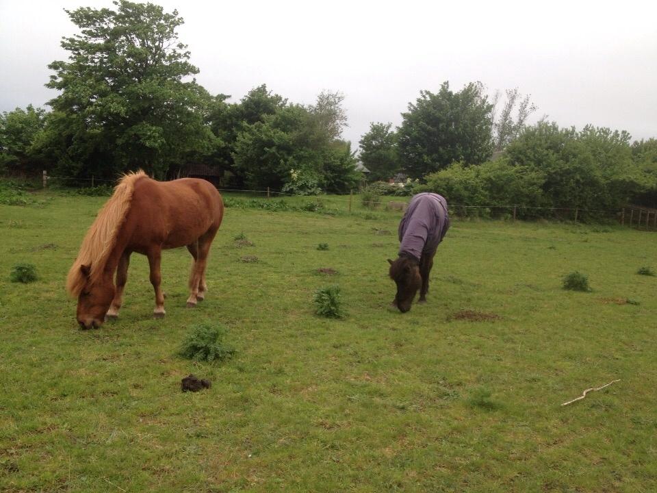 Islænder Óscar fra MOSEN (SOLGT) billede 4