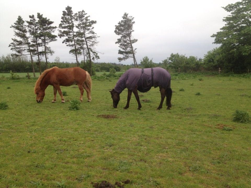 Islænder Óscar fra MOSEN (SOLGT) billede 5
