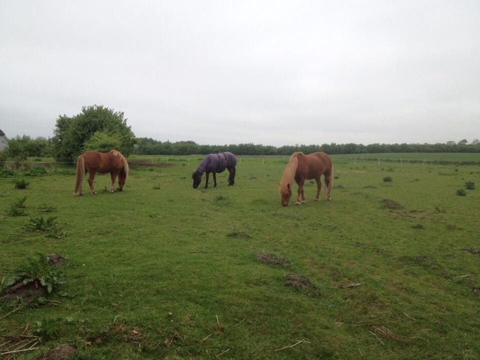 Islænder Óscar fra MOSEN (SOLGT) billede 7