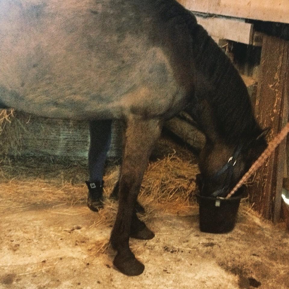 Islænder Óscar fra MOSEN (SOLGT) billede 8