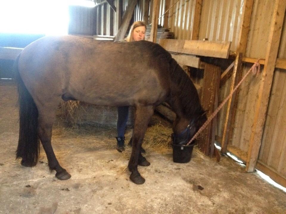 Islænder Óscar fra MOSEN (SOLGT) billede 9