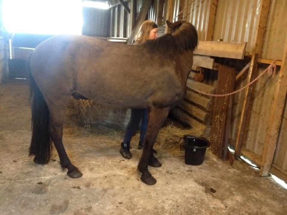 Islænder Óscar fra MOSEN (SOLGT) billede 10