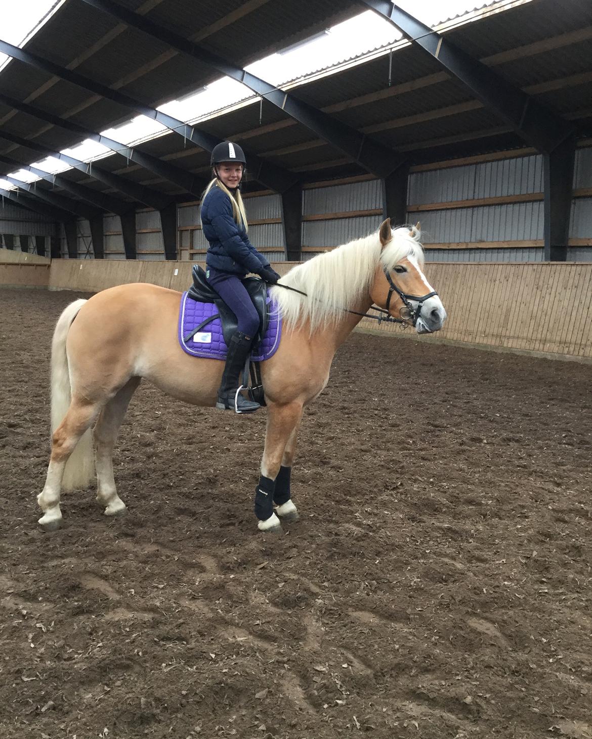 Haflinger Nanna af Kroggaard billede 10