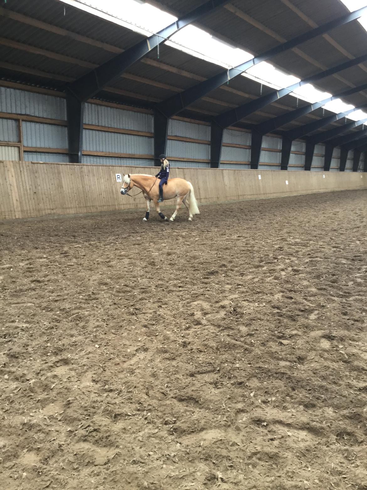 Haflinger Nanna af Kroggaard billede 11