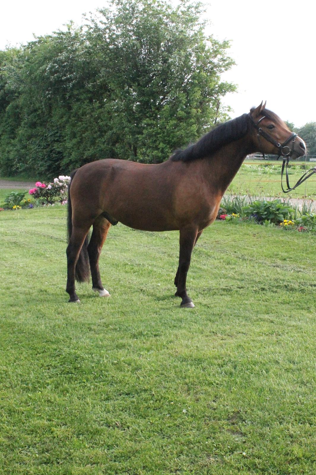 New Forest Roza's Barcadera billede 1