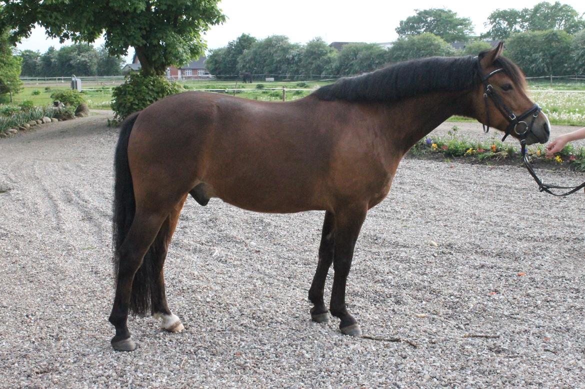 New Forest Roza's Barcadera billede 3