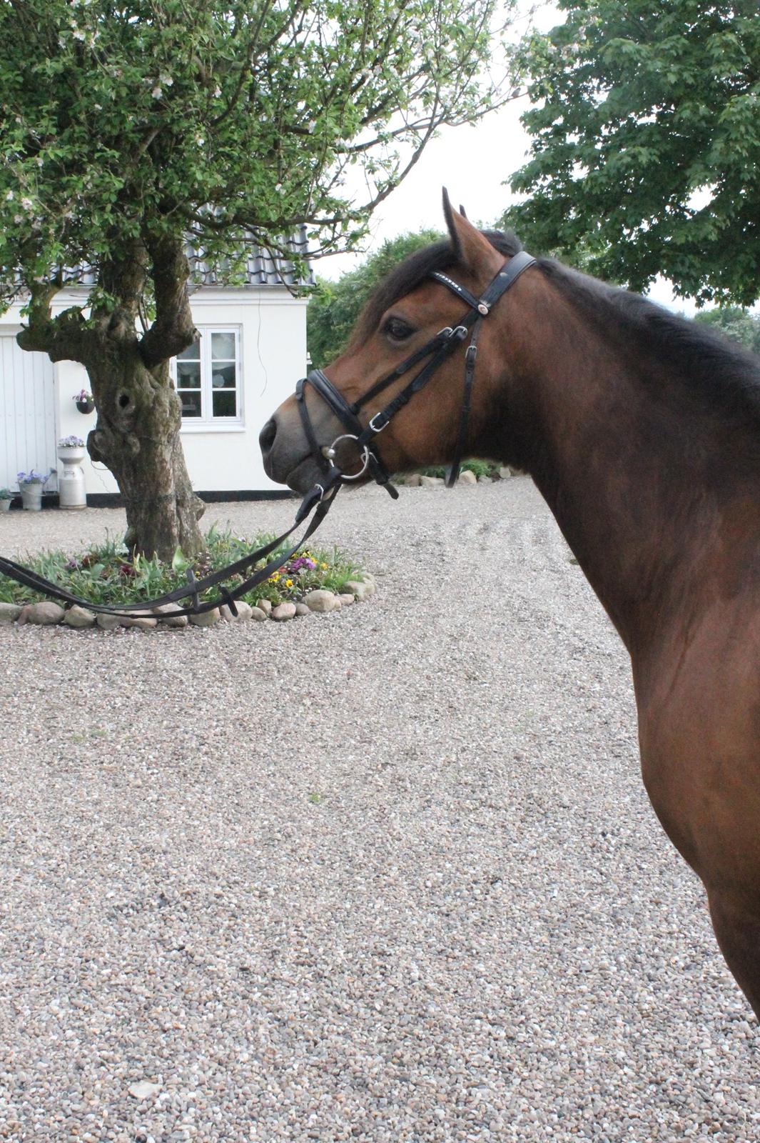 New Forest Roza's Barcadera billede 4