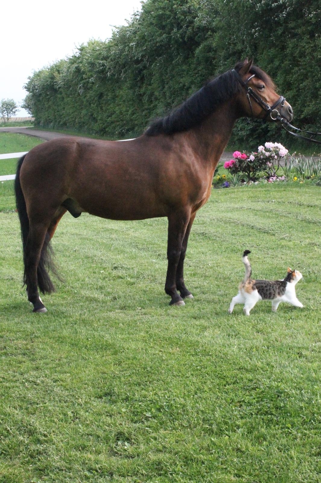 New Forest Roza's Barcadera billede 2