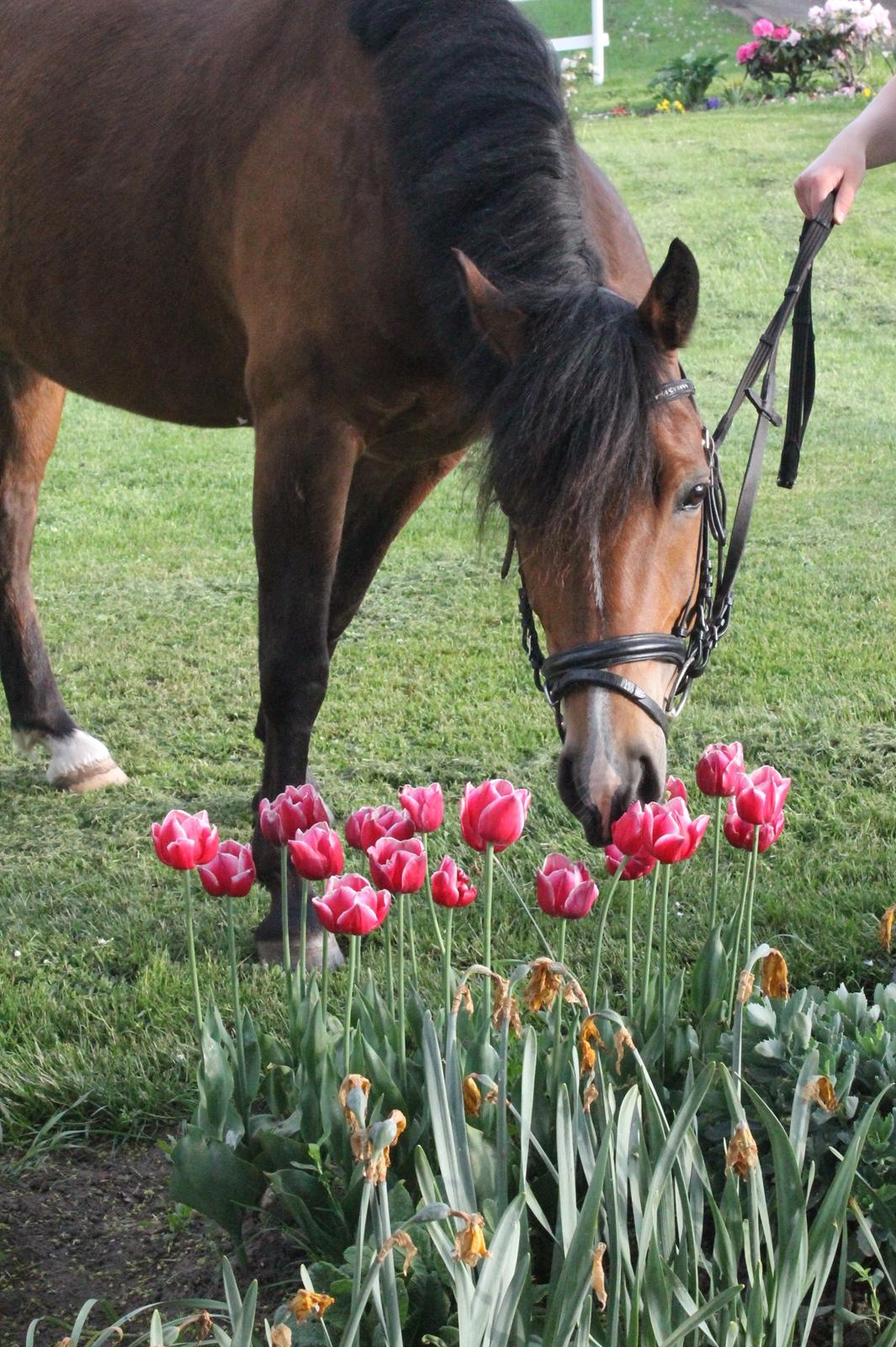 New Forest Roza's Barcadera billede 5